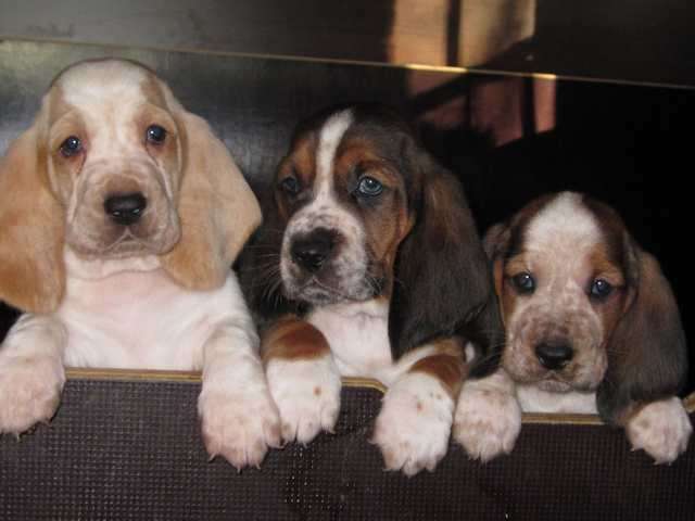 Basset Hound Welpen mit Papieren zu verkaufen